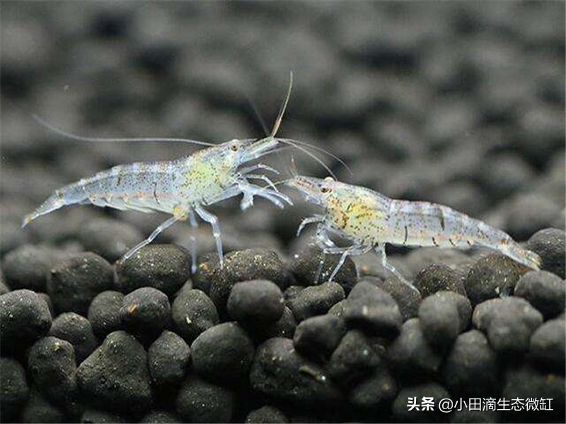 100只黑壳虾多长时间能除干净藻,鱼缸长期不长藻黑壳虾会饿死吗