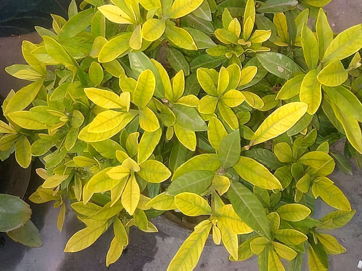 盆栽花卉缺铁叶片出现什么症状,植物缺铁的症状出现在什么地方