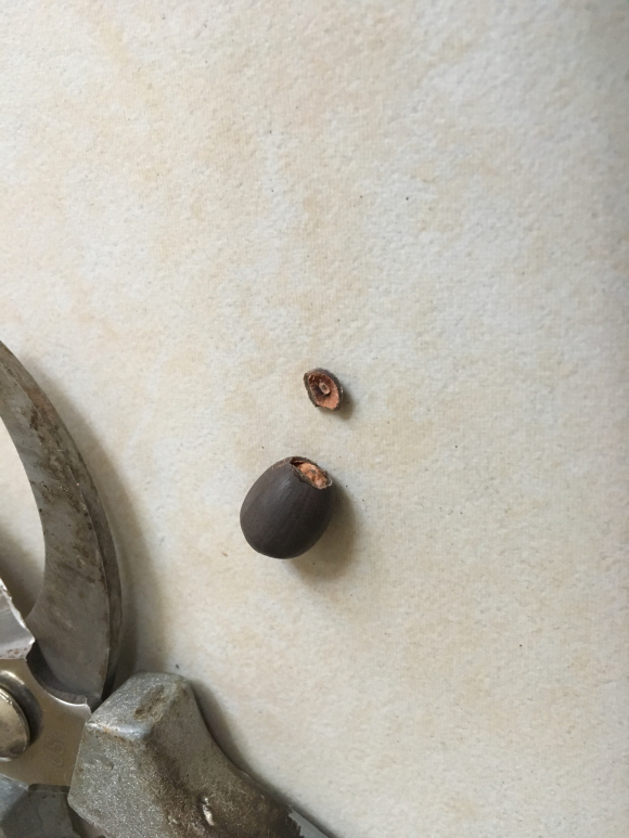 种碗莲几天开叶几天浇水,碗莲种藕种下几天叶片展开