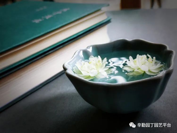 （2021）园丁奖阳台组《008号》星星的花园