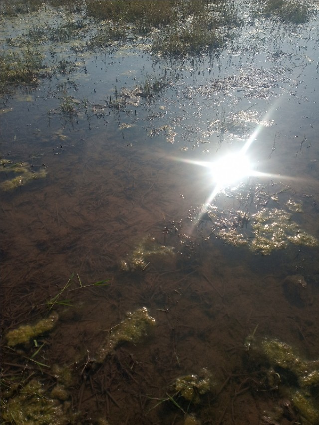 小龙虾洞一般几只龙虾,小龙虾辟谣