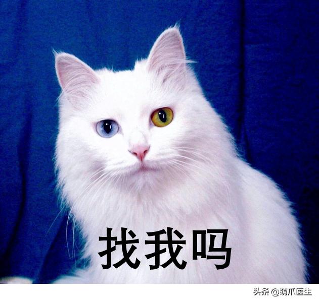 养了一年的母猫居然是公的,养了一年的猫才发现居然是母的