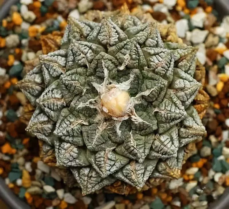 世界上最稀有最名贵的花,世界上最漂亮名贵的花