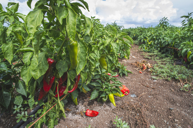 辣椒病毒病喷枯草芽孢杆菌好吗,轻松解决辣椒病毒病视频