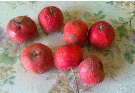 秋季温差大阴雨多，山楂容易出现轮纹病，学会科学防治减少损失