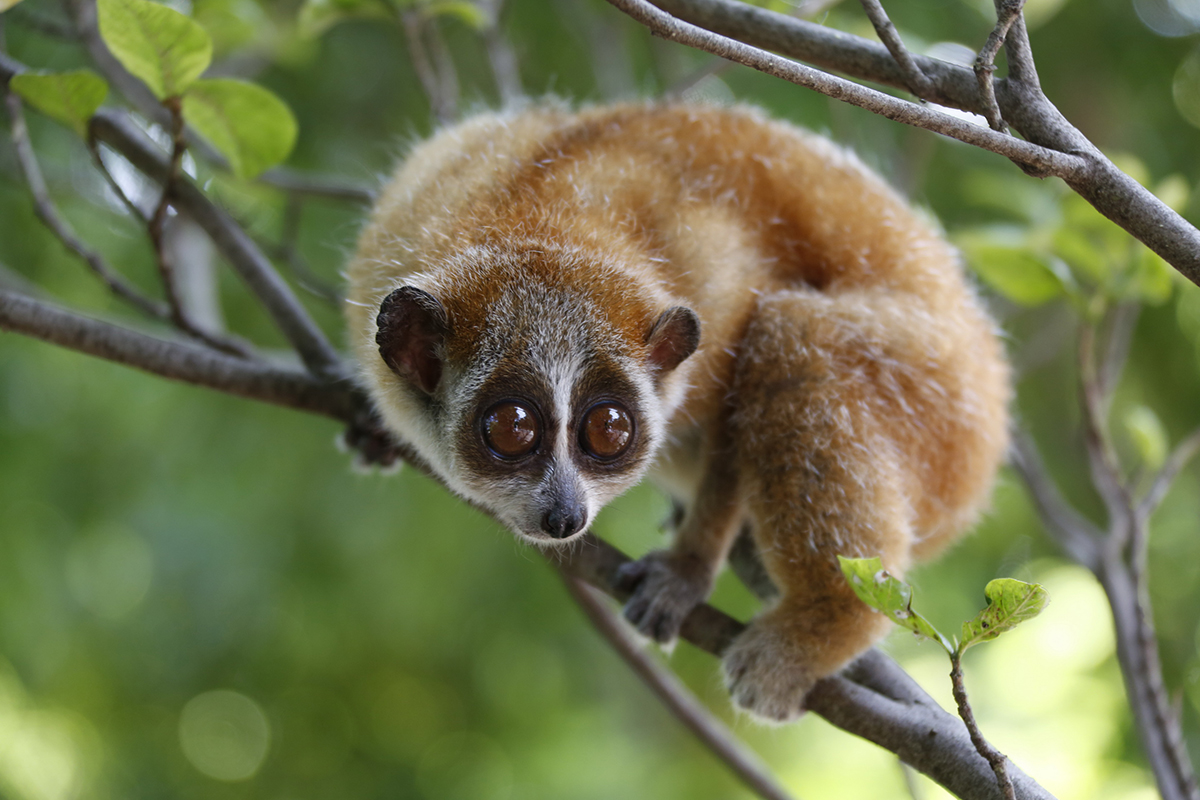 金丝猴受伤怒江金丝猴求救人类,陕西金丝猴受伤求救人类