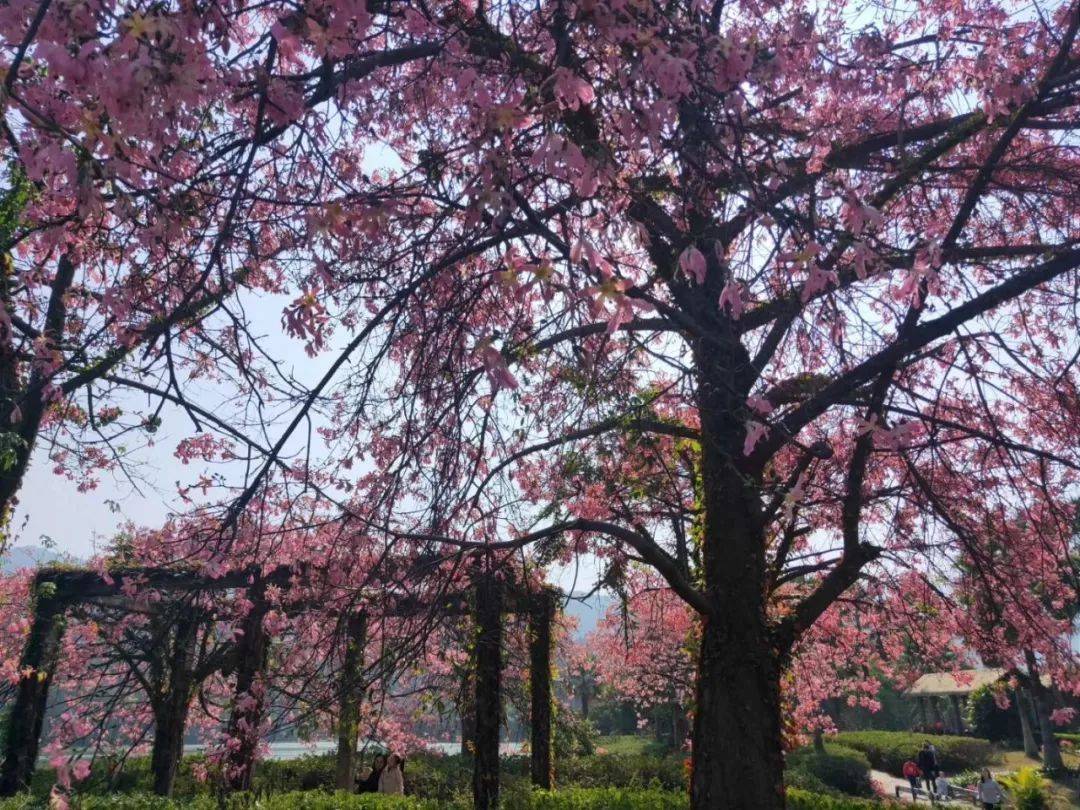 森波拉温泉度假村两天一夜游,倒数跨年狂欢夜