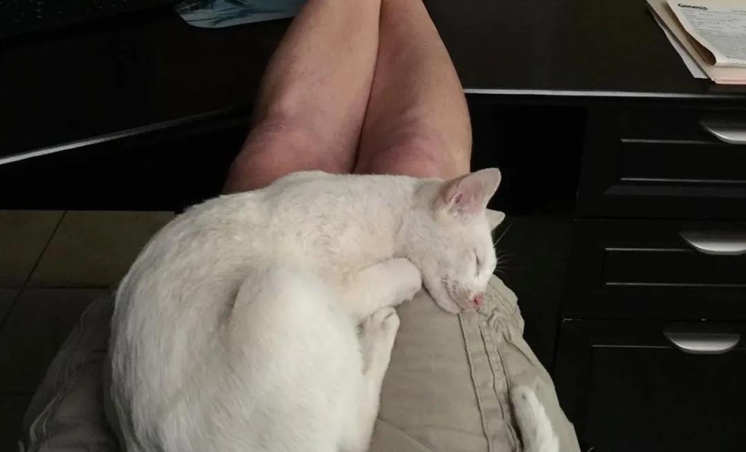 被救助的猫咪小胖胖,猫咪被罐头盒困了