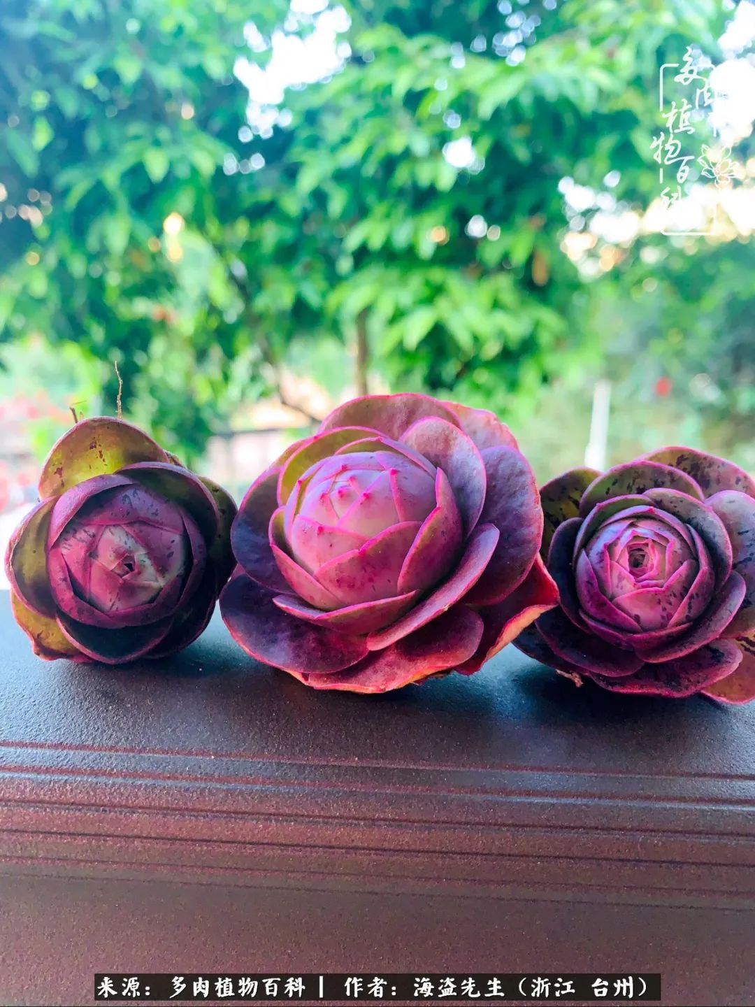 山地玫瑰养护顺口溜,山地玫瑰的养护种植注意事项视频