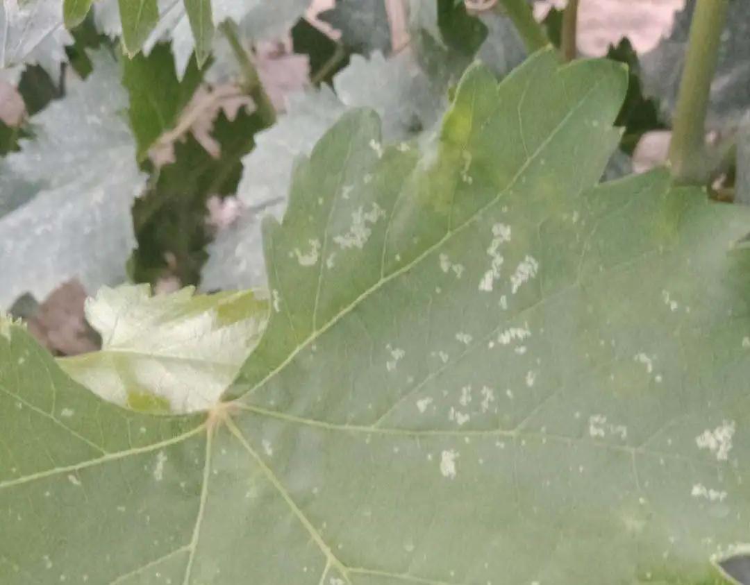 葡萄叶蝉的防治方法,葡萄上的小飞虫怎样防治