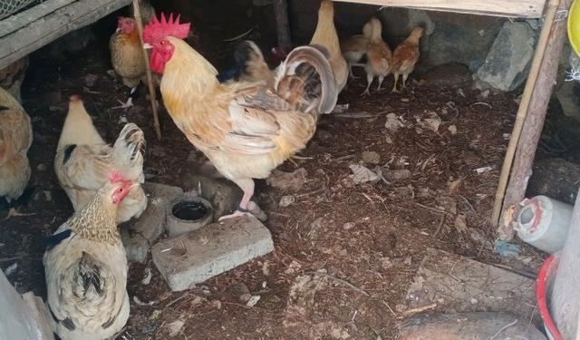 养鸡的利润与成本真实科普,现在养鸡的成本和利润大概是多少