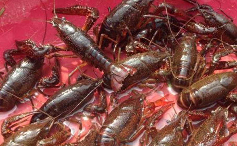 小龙虾味道好，养殖技术复杂，做好这几点解决你所有问题