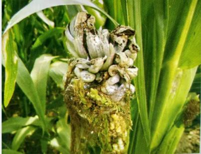 玉米为何出现“两性穗”,主要原因有哪些?该如何有效防治?