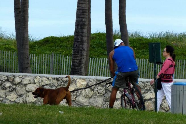 下雨天不方便遛狗怎么办,下雨天遛狗怎么不脏