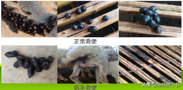 羊怎么分舍管理,羊场环境的好坏对羊的影响有多大