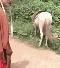 马骨手串圆珠,马骨手串价格及图片