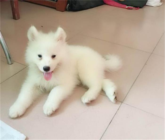 一岁的萨摩耶老是拆家怎么办,6个月的萨摩耶还能接受主人吗