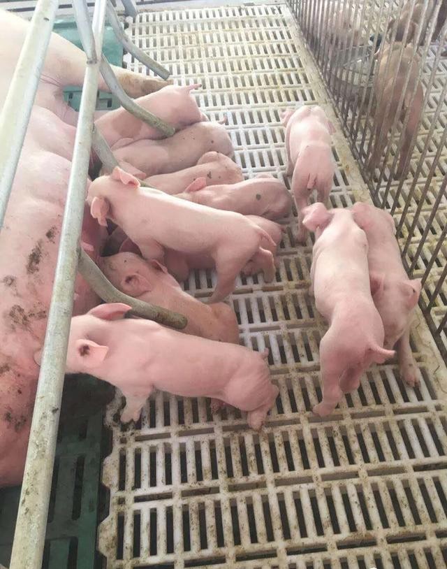 母猪蓝耳病打什么针,猪蓝耳病疫苗哪个最好