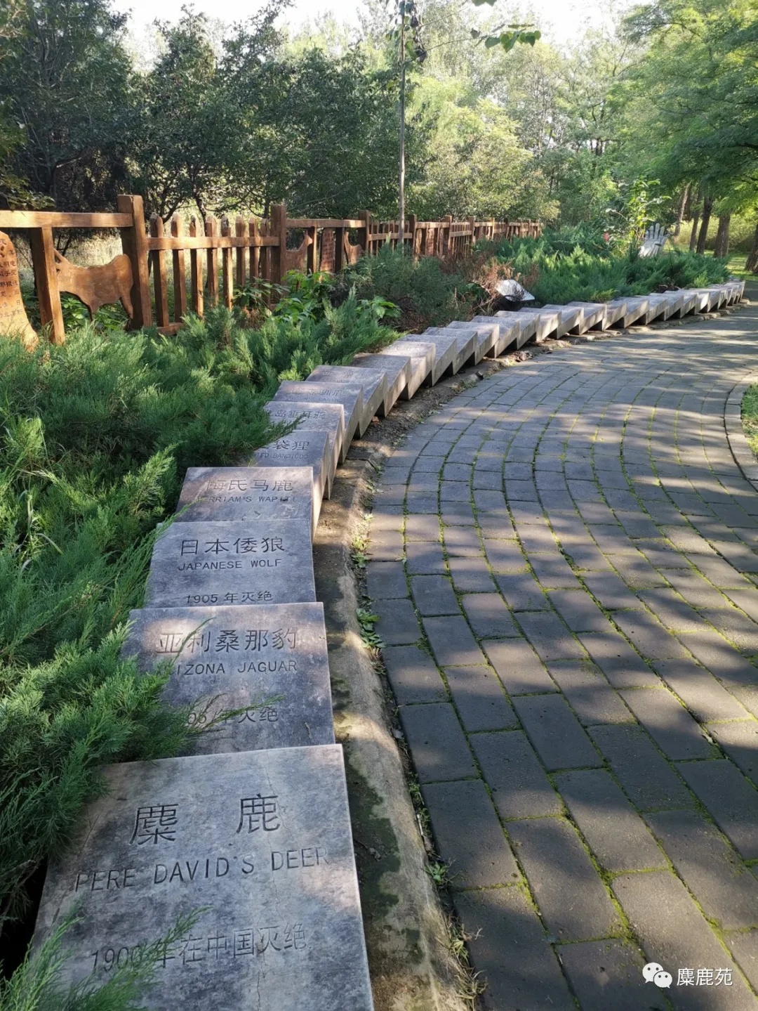 北京世界灭绝动物墓地,世界灭绝动物的墓地在哪里