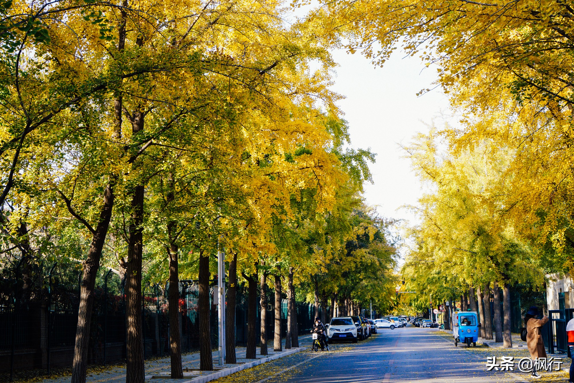 北京18个看银杏的好地方在哪,北京八大处看银杏攻略