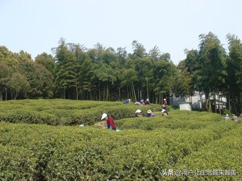 上海佘山国家森林公园日本雕像,上海佘山国家森林公园最新通告