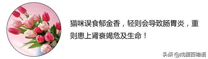 养猫人不能种什么花,养猫人不能干的事情