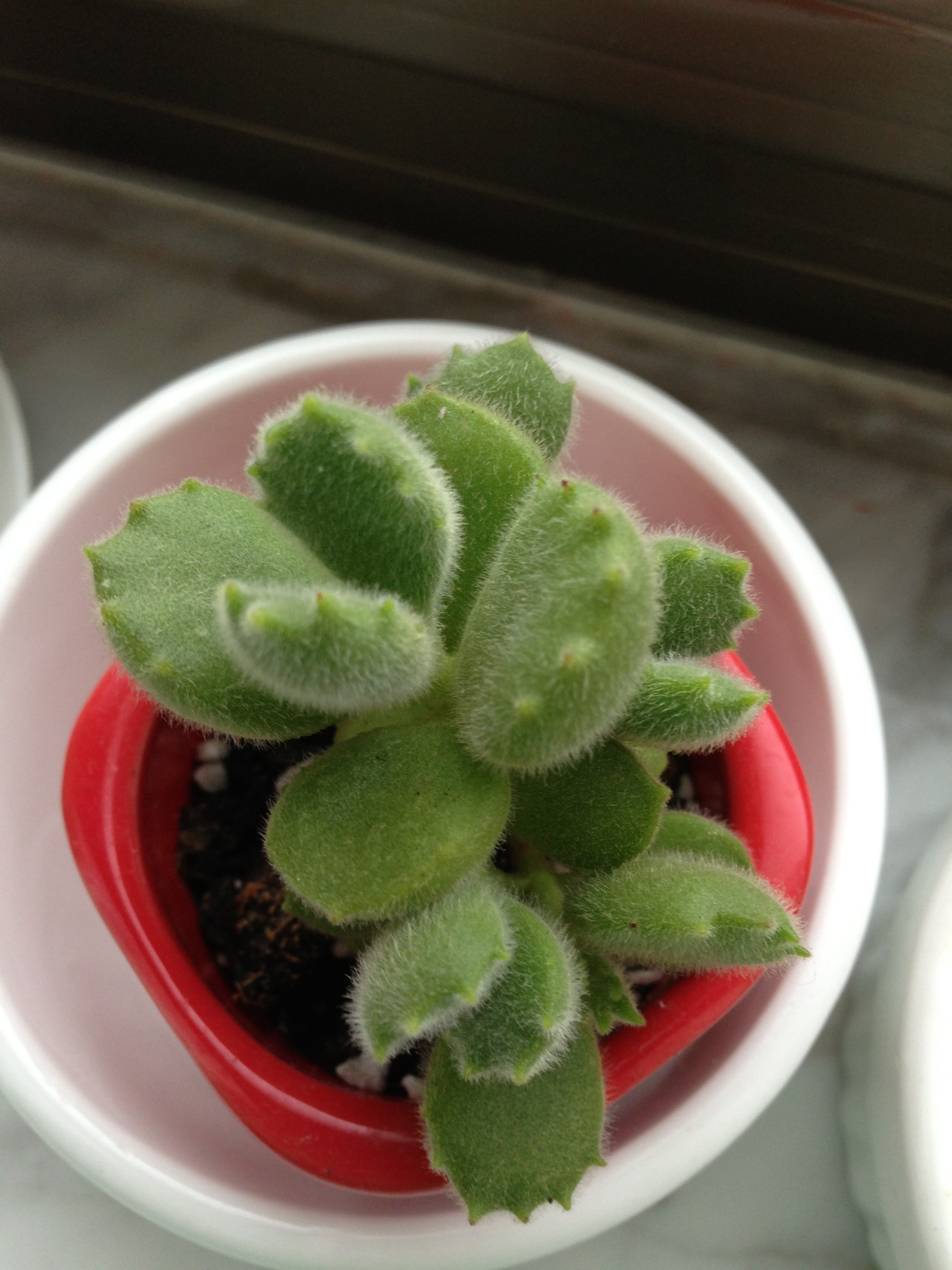 多肉熊童子爪子变异了咋回事,多肉熊童子有烂的要剪掉吗