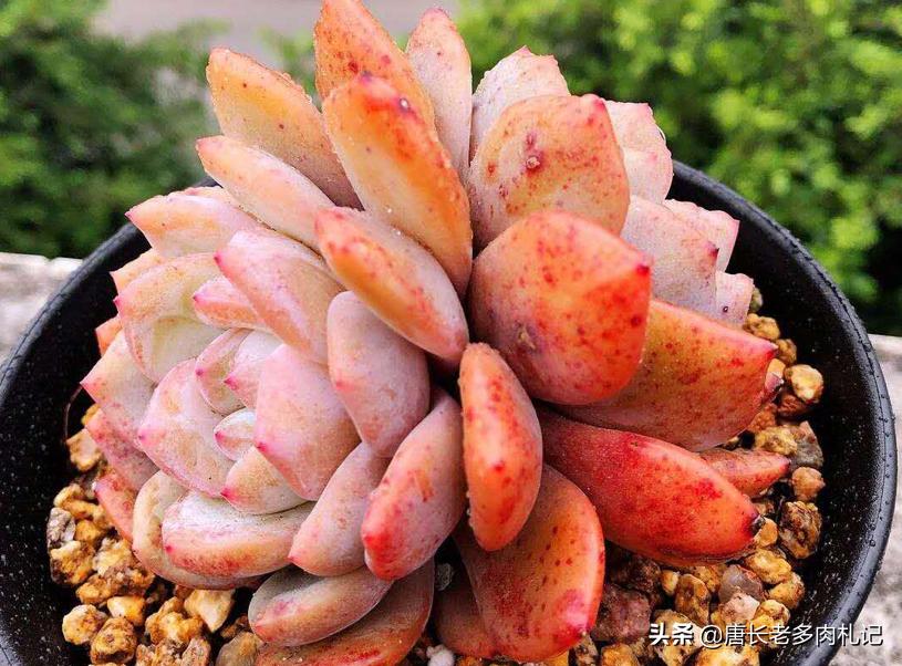 多肉配土用多粗的河沙,蛭石扦插多肉用多大的蛭石