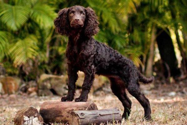 每日一狗柯基哈士奇,美国猎犬大全