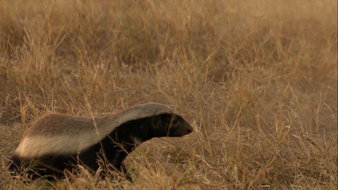 蜜獾吃毒蛇像吃辣条,蜜獾平头哥大战狮子