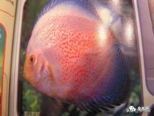 七彩神仙品系图谱,七彩神仙全系品种介绍