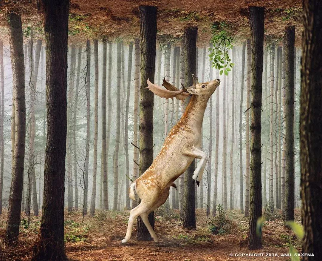 ps大神到底可以多强大,ps真好用吗