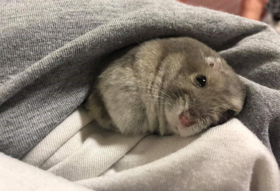 仓鼠怎么变胖侏儒鼠,仓鼠幼鼠没鼠粮怎么喂养