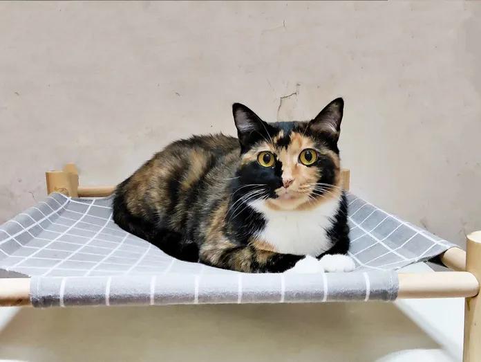 跟着我们猫狗大联盟，你会有喵的！黄阿姨猫咪领养专场