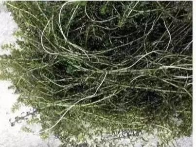 养殖小龙虾塘里有青苔怎么消除,养殖小龙虾水质太脏臭用什么药