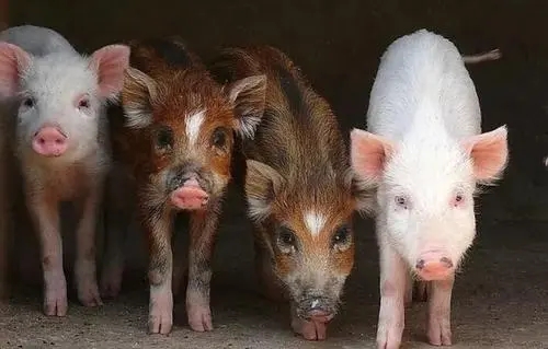 驴和马生骡子是杂交育种吗,马和驴的杂交染色体是如何结合的