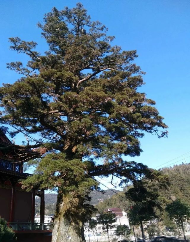 温州乐清900多岁的“树王”，长这样