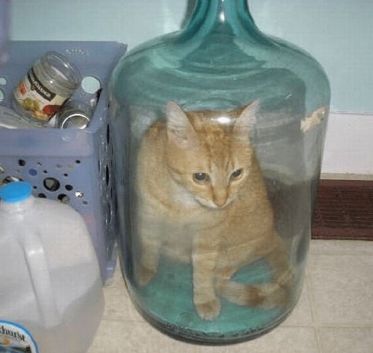 猫的本质是液体，不信看这里，萌化你