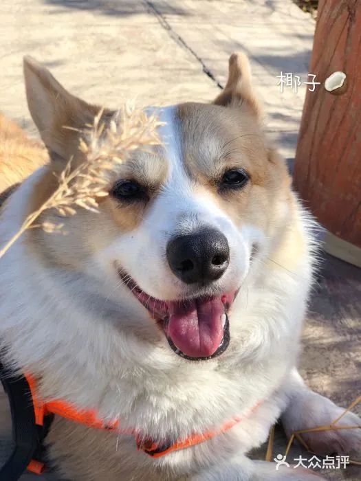 北京哪些公园可以带狗进入游玩,北京适合带宠物玩的地方推荐