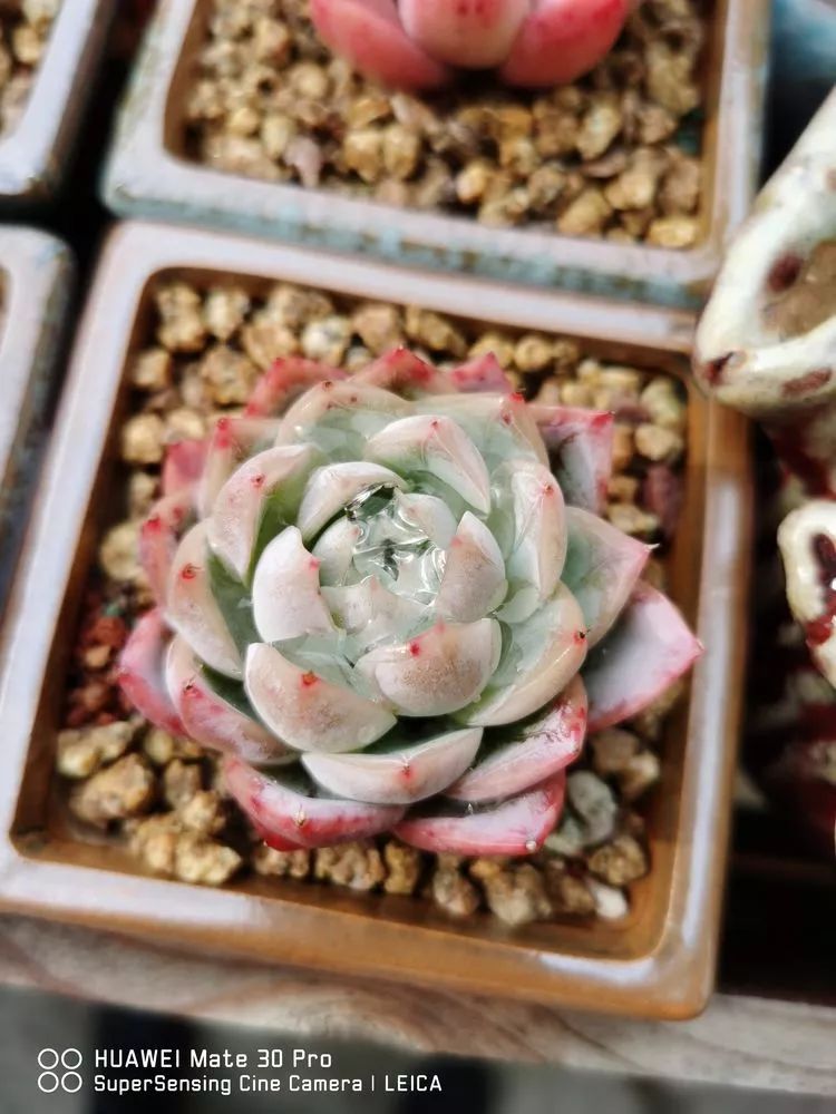 冬日如何更好地养多肉,冬天可以户外养护的多肉