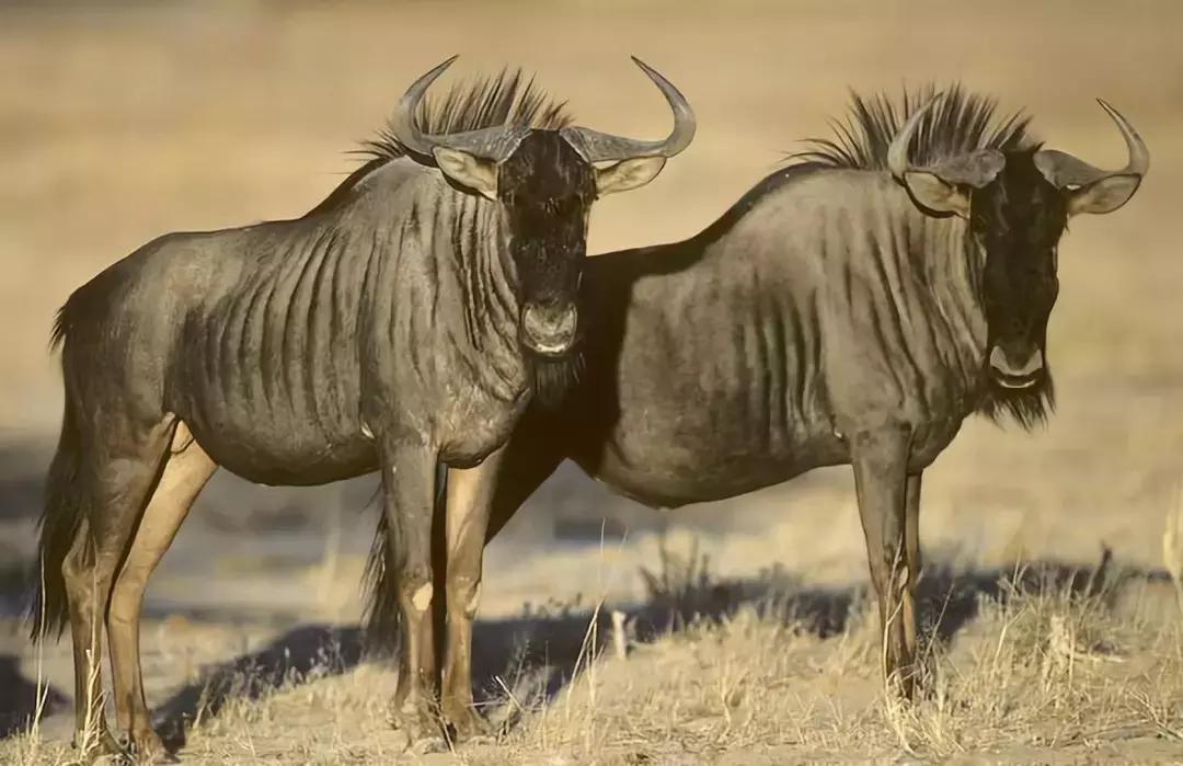 角马和斑马大迁徙,动物世界东非角马大迁徙完整视频