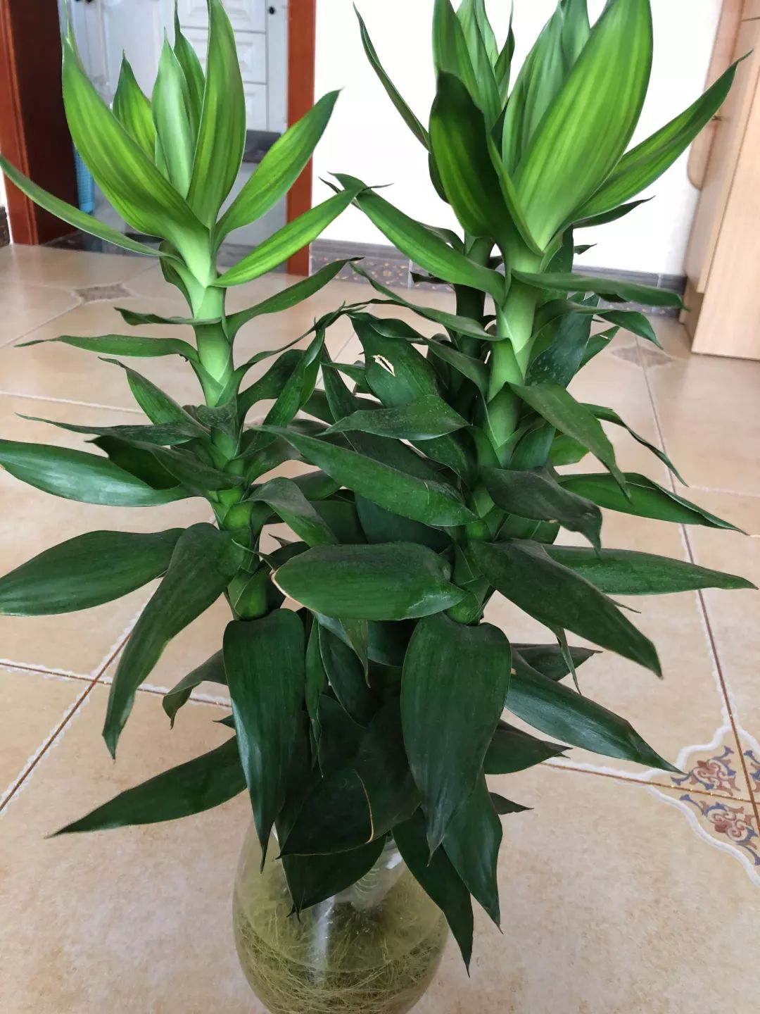 几种竹子,20种竹子种类大全及图片