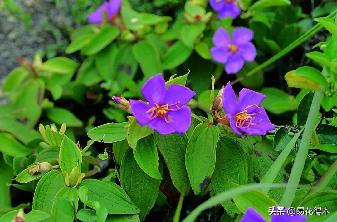 牡丹和观赏牡丹区别,牡丹的形态特征与什么花不同