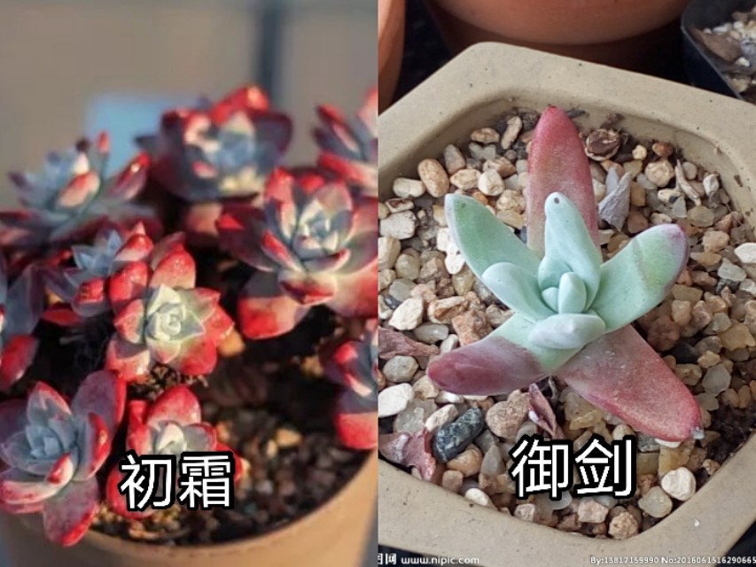 让人脸盲容易混淆的多肉品种10组，这些你都能分得清楚吗？