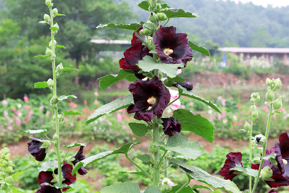 金堂鲜花山谷游记,金堂鲜花山谷蜀葵花盛放