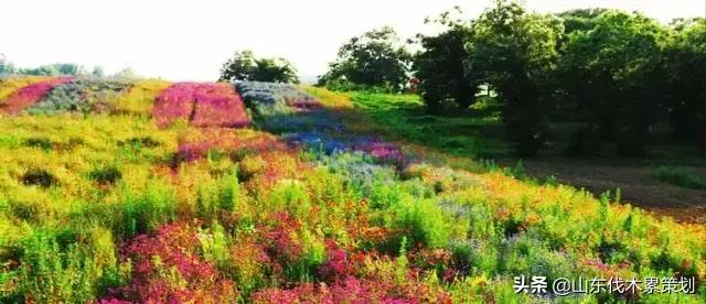 自驾游山东日照网红打卡旅游攻略,东夷花仙子美景