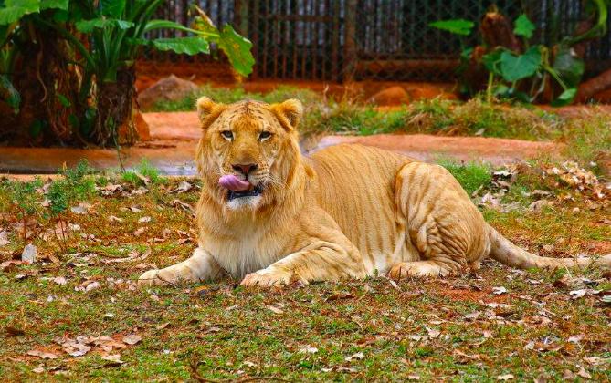 世界上第一只狮虎兽,狮虎兽和虎狮兽为什么体型巨大