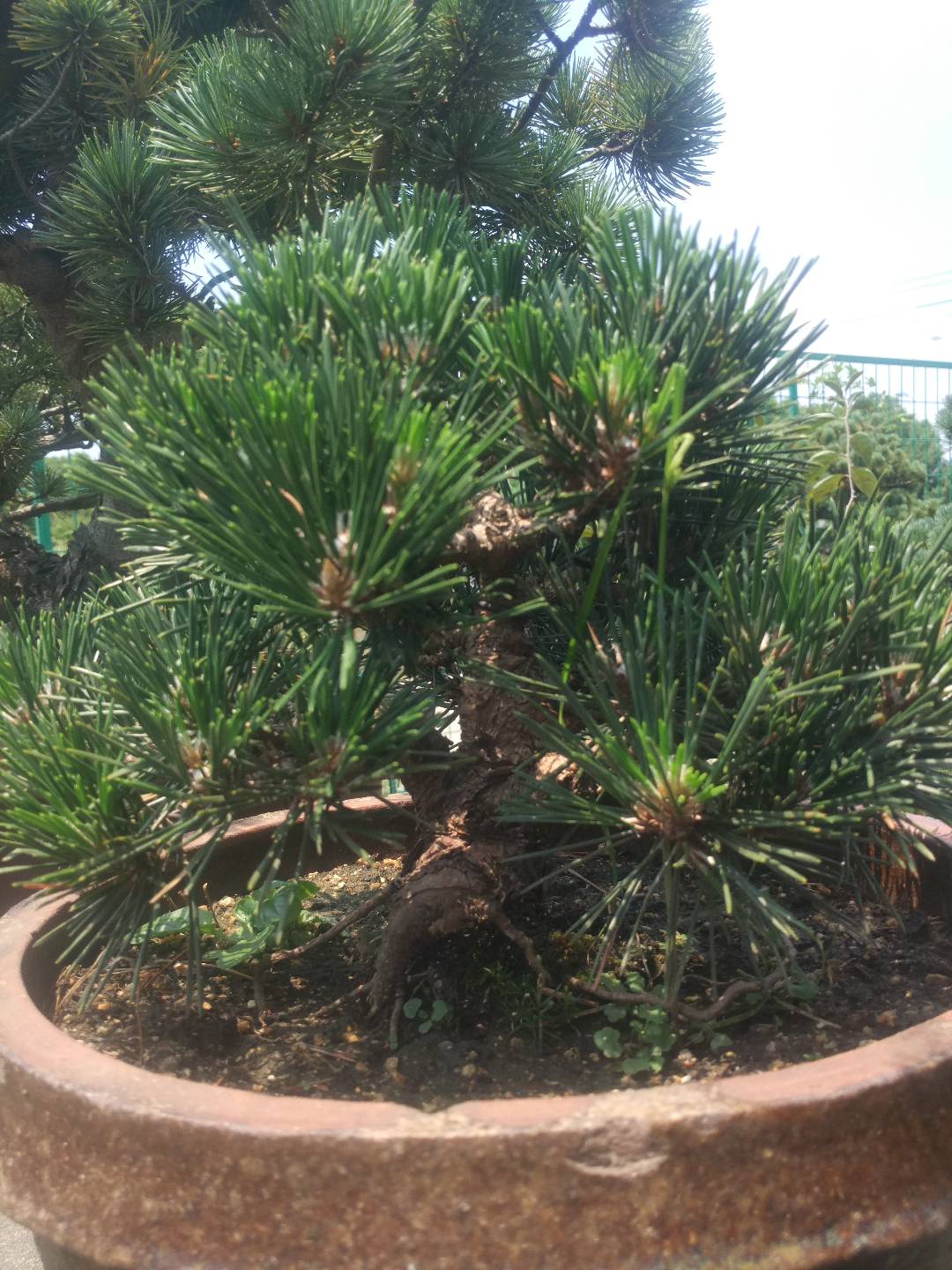 掌上盆景100种,掌上盆景