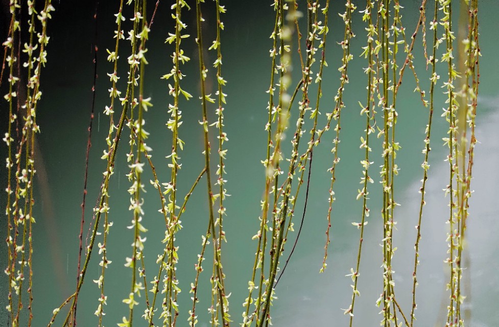 春雨江苏东台,春雨江苏无锡
