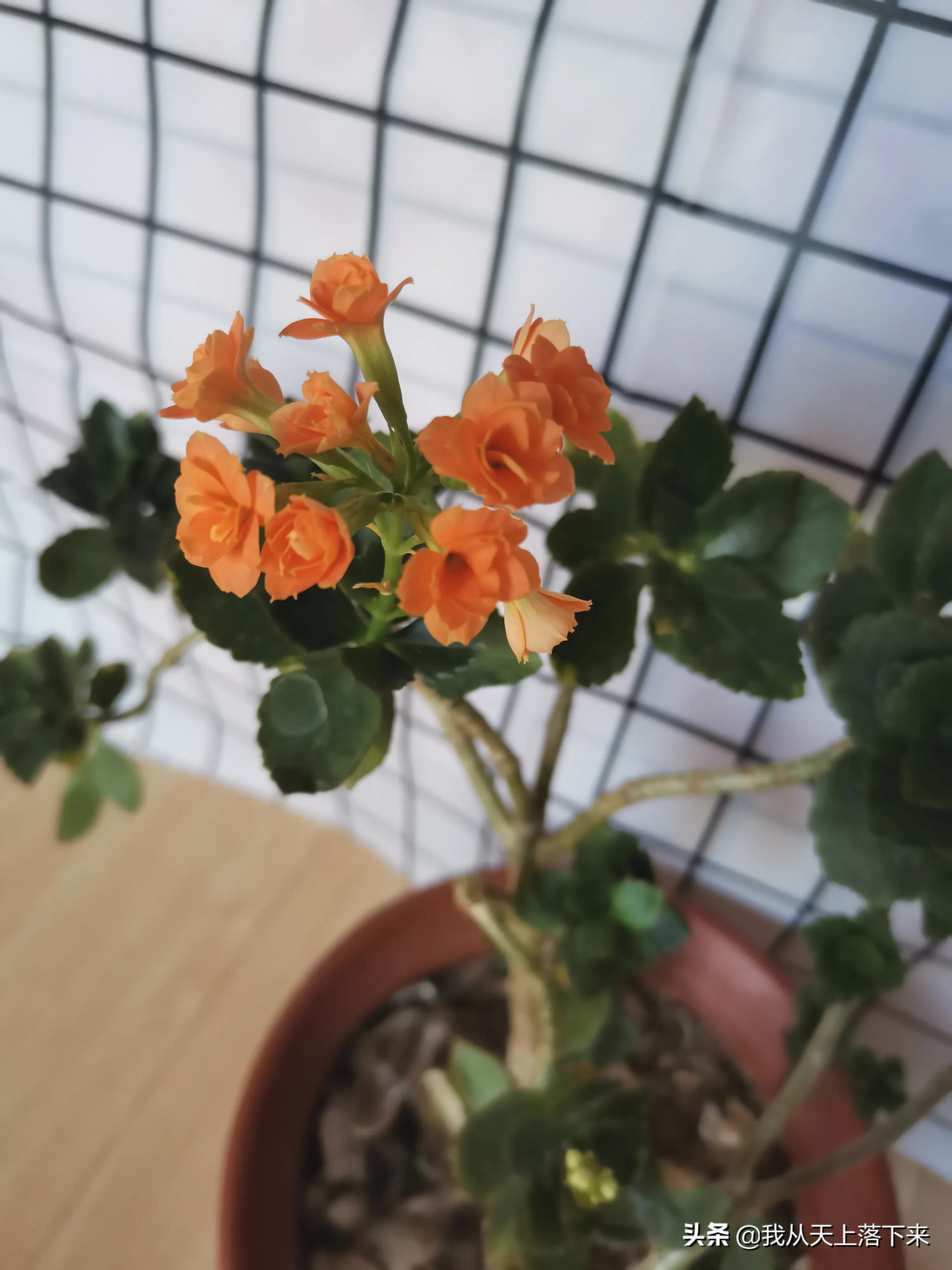 100张花朵美图,100张花图片大全